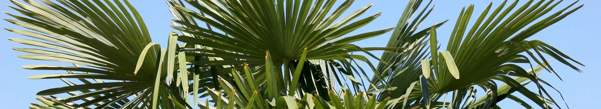 rozłożyste liście palmy