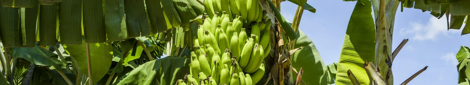 zielone banany