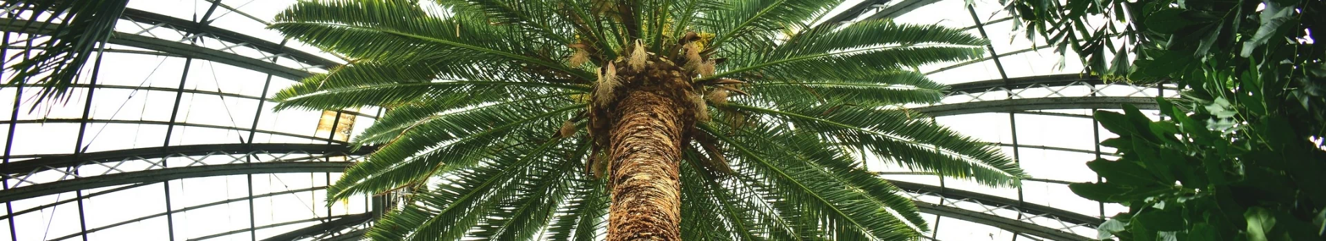zdjęcie palmy od dołu