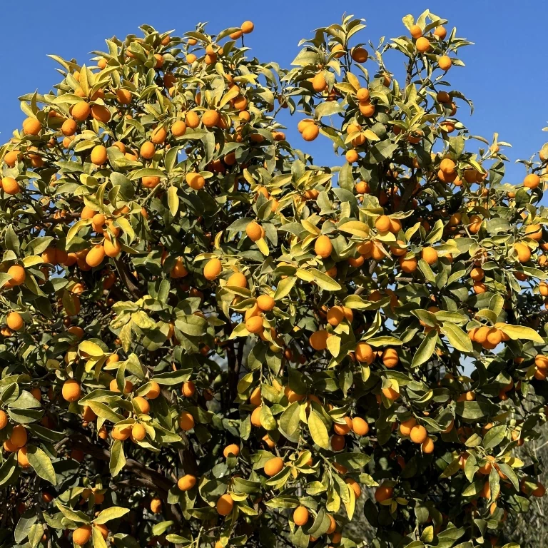 pomarańcze na drzewie
